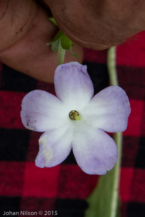 <i>Primula sherriffiae </i>