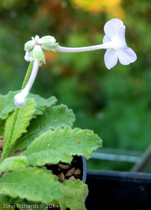 <i>Primula sherriffiae </i>