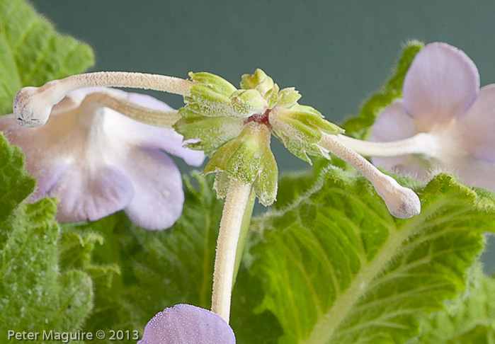 <i>Primula sherriffiae </i>