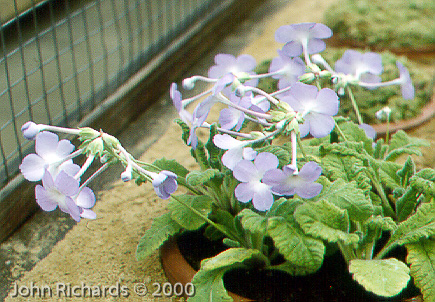 <i>Primula sherriffiae </i>