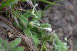 <i>Primula sherriffiae </i>