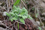 <i>Primula sherriffiae </i>