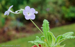 <i>Primula sherriffiae </i>