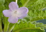 <i>Primula sherriffiae </i>