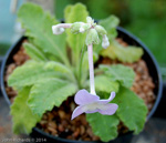 <i>Primula sherriffiae </i>