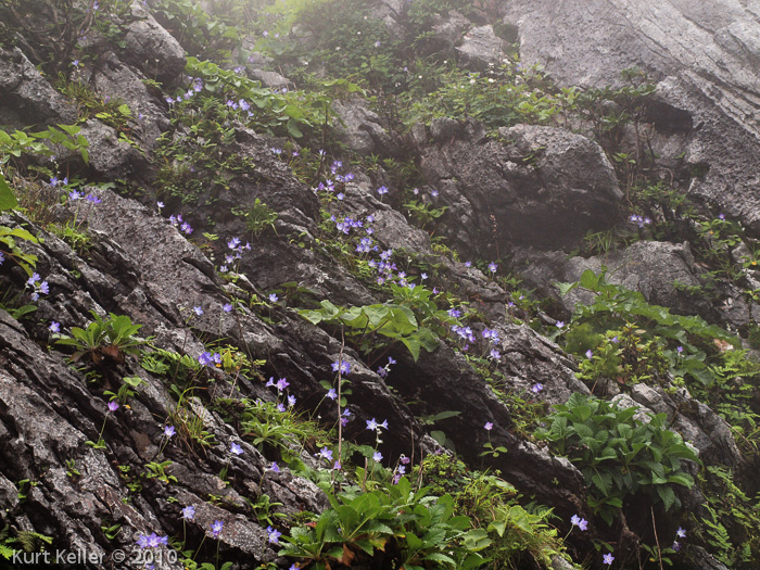 <i>Primula siamensis </i>