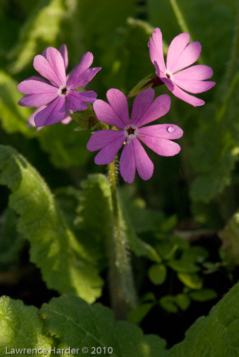 <i>Primula sieboldii </i>