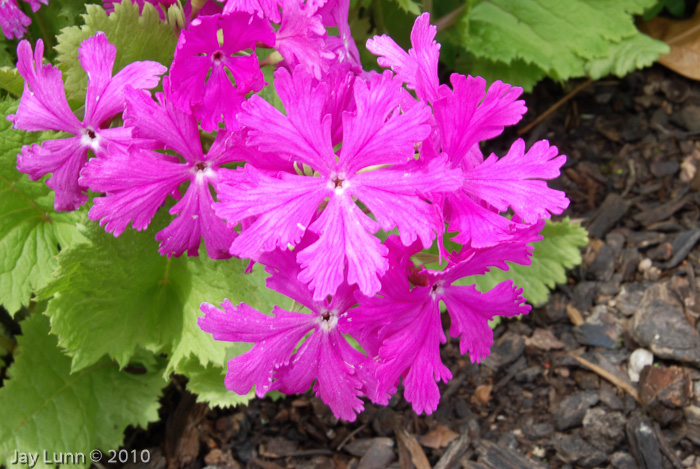 <i>Primula sieboldii </i>