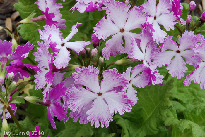 <i>Primula sieboldii </i>