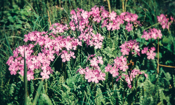 <i>Primula sieboldii </i>