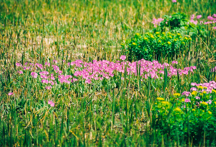 <i>Primula sieboldii </i>