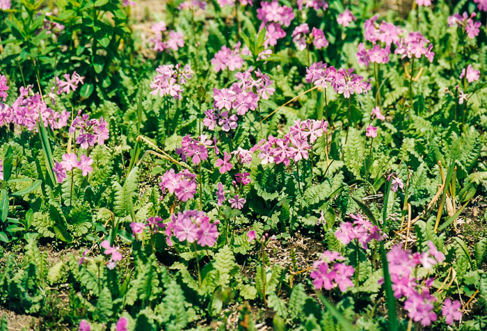 <i>Primula sieboldii </i>