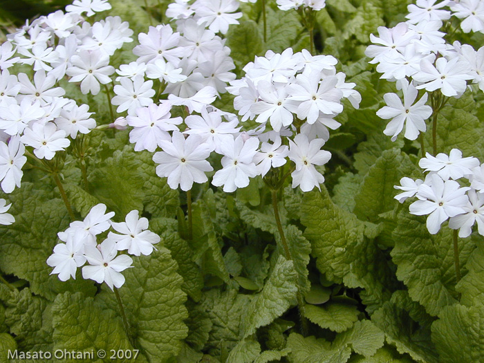 <i>Primula sieboldii </i>