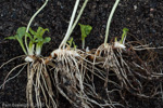 <i>Primula sieboldii </i>