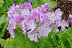 <i>Primula sieboldii </i>