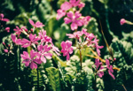 <i>Primula sieboldii </i>