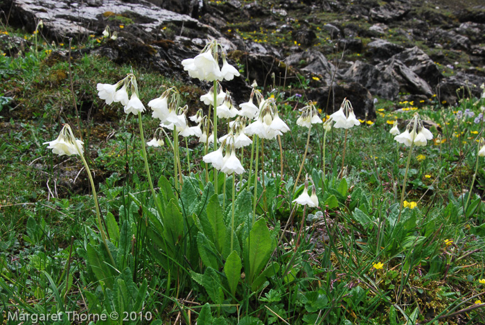 <i>Primula sikkimensis </i>