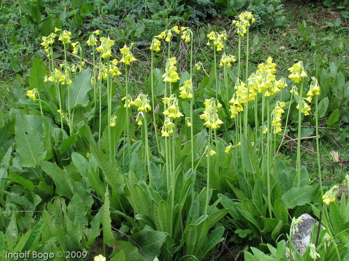 <i>Primula sikkimensis </i>