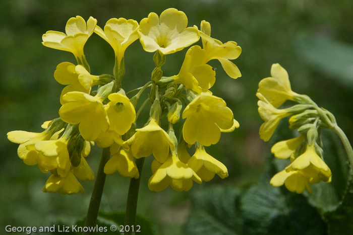 <i>Primula sikkimensis </i>