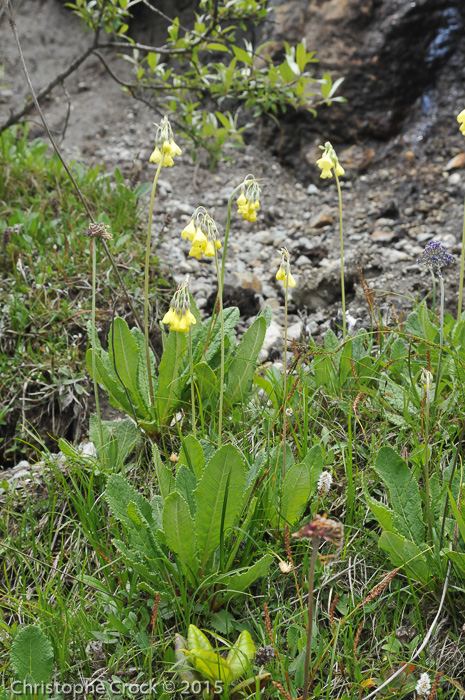 <i>Primula sikkimensis </i>