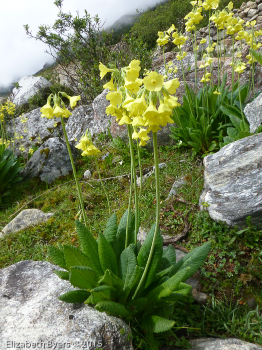 <i>Primula sikkimensis </i>