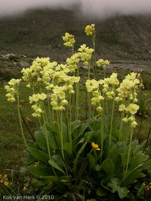 <i>Primula sikkimensis </i>