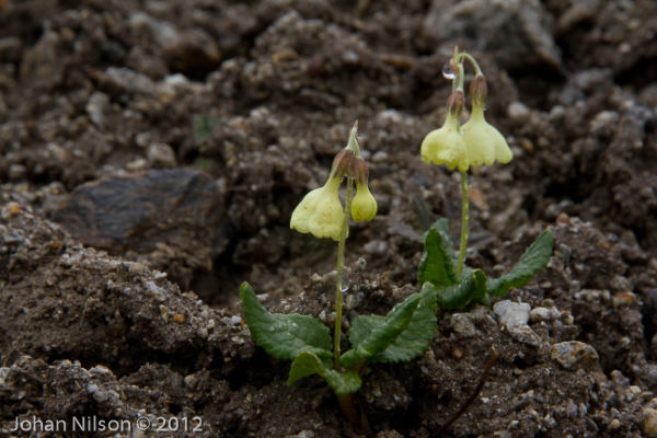 <i>Primula sikkimensis </i>