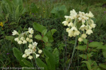 <i>Primula sikkimensis </i>