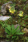 <i>Primula sikkimensis </i>