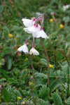 <i>Primula sikkimensis </i>