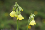 <i>Primula sikkimensis </i>