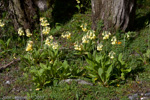 <i>Primula sikkimensis </i>