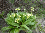 <i>Primula sikkimensis </i>