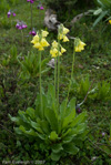 <i>Primula sikkimensis </i>