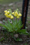 <i>Primula sikkimensis </i>