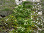 <i>Primula sikkimensis </i>