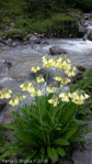 <i>Primula sikkimensis </i>