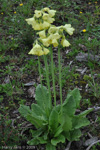 <i>Primula sikkimensis </i>