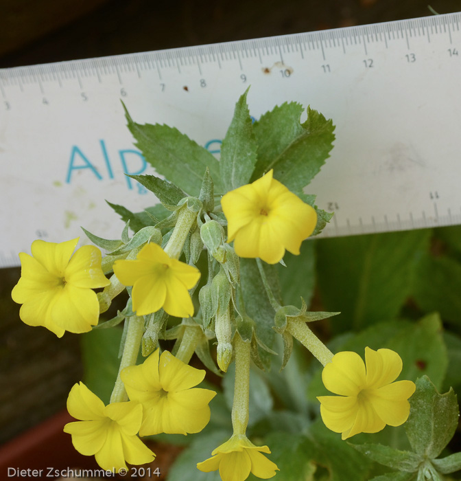 <i>Primula simensis </i>