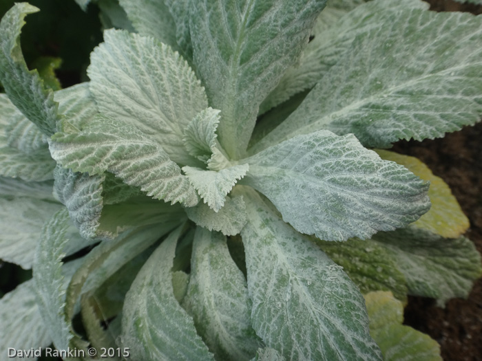 <i>Primula simensis </i>