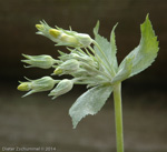 <i>Primula simensis </i>