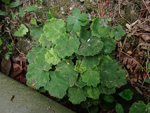 <i>Primula sinolisteri </i>