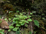 <i>Primula sinolisteri </i>