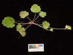 <i>Primula sinolisteri </i>