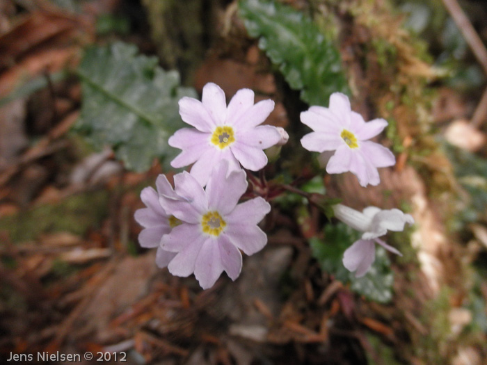 Primula aff. sinuata