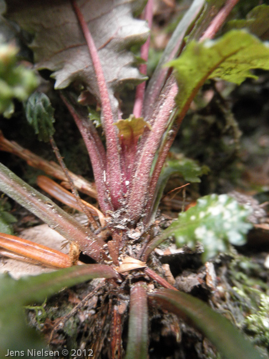 Primula aff. sinuata