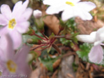 Primula aff. sinuata