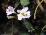 Primula aff. sinuata