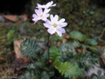 Primula aff. sinuata