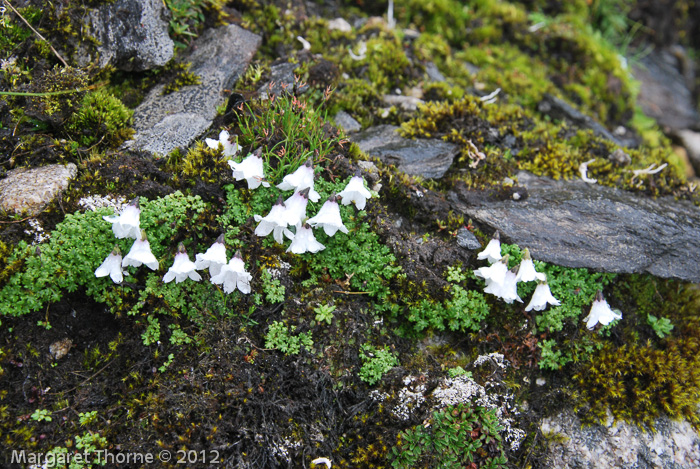 <i>Primula soldanelloides </i>